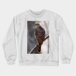 Cooper's Hawk profile Crewneck Sweatshirt